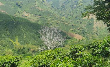 EN VENTA FINCA CAFETERA DE 120 CUADRAS EN SANTUARIO,RISARALDA