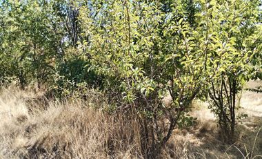 Parcela en San Clemente, Talca