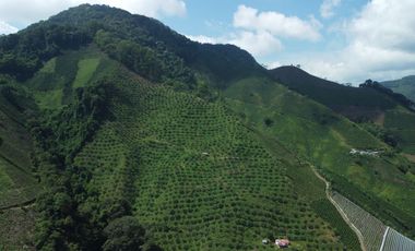 FINCA CAFETERA EN VENTA DE 33 CUADRAS EN SANTUARIO, RISARALDA.