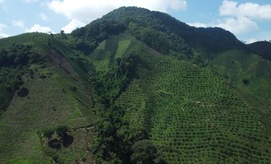 FINCA CAFETERA EN VENTA DE 33 CUADRAS EN SANTUARIO, RISARALDA.