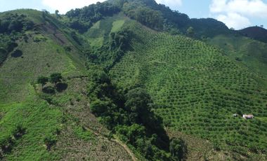 FINCA CAFETERA EN VENTA DE 33 CUADRAS EN SANTUARIO, RISARALDA.