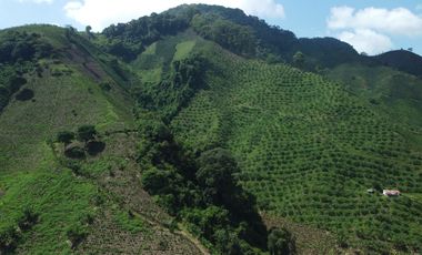 FINCA CAFETERA EN VENTA DE 33 CUADRAS EN SANTUARIO, RISARALDA.