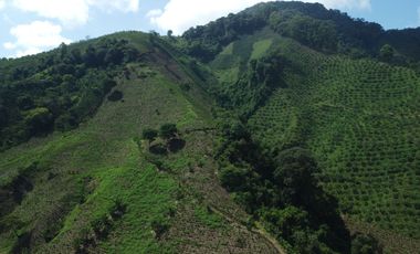 FINCA CAFETERA EN VENTA DE 33 CUADRAS EN SANTUARIO, RISARALDA.