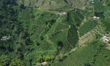 FINCA CAFETERA EN VENTA DE 33 CUADRAS EN SANTUARIO, RISARALDA.