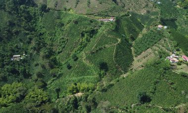 FINCA CAFETERA EN VENTA DE 33 CUADRAS EN SANTUARIO, RISARALDA.