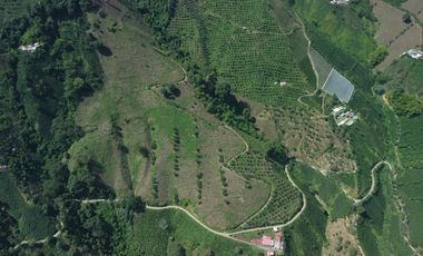 FINCA CAFETERA EN VENTA DE 33 CUADRAS EN SANTUARIO, RISARALDA.