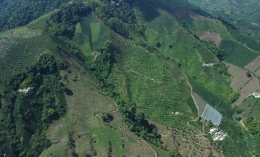 FINCA CAFETERA EN VENTA DE 33 CUADRAS EN SANTUARIO, RISARALDA.