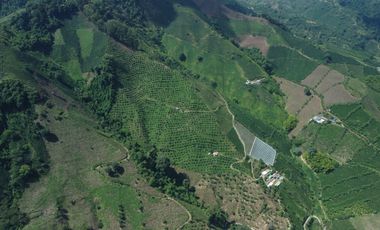 FINCA CAFETERA EN VENTA DE 33 CUADRAS EN SANTUARIO, RISARALDA.
