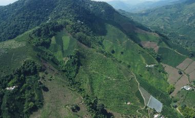 FINCA CAFETERA EN VENTA DE 33 CUADRAS EN SANTUARIO, RISARALDA.