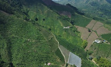 FINCA CAFETERA EN VENTA DE 33 CUADRAS EN SANTUARIO, RISARALDA.