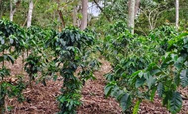 VENTA DE FINCA EN CURITI SANTANDER VEREDA LLANO DE NAVAS