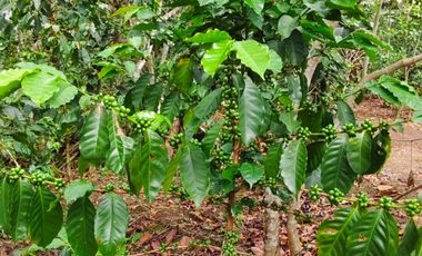 VENTA DE FINCA EN CURITI SANTANDER VEREDA LLANO DE NAVAS