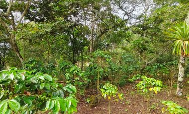 VENTA DE FINCA EN CURITI SANTANDER VEREDA LLANO DE NAVAS