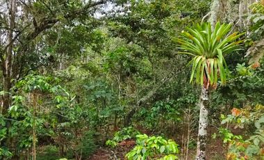 VENTA DE FINCA EN CURITI SANTANDER VEREDA LLANO DE NAVAS