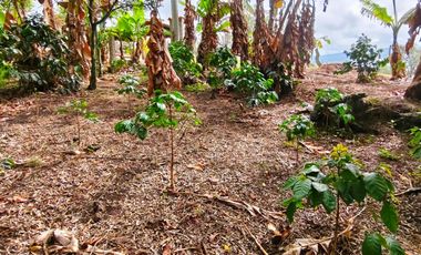 VENTA DE FINCA EN CURITI SANTANDER VEREDA LLANO DE NAVAS