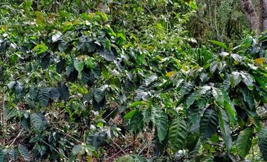 VENTA DE FINCA EN CURITI SANTANDER VEREDA LLANO DE NAVAS