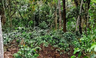 VENTA DE FINCA EN CURITI SANTANDER VEREDA LLANO DE NAVAS