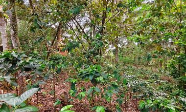 VENTA DE FINCA EN CURITI SANTANDER VEREDA LLANO DE NAVAS