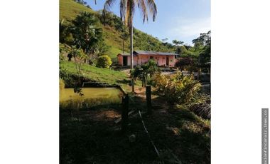 Venta Finca Ganadera Maceo Antioquia