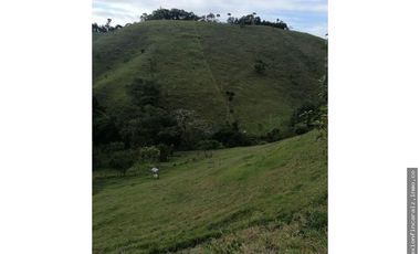Venta Finca Ganadera Maceo Antioquia