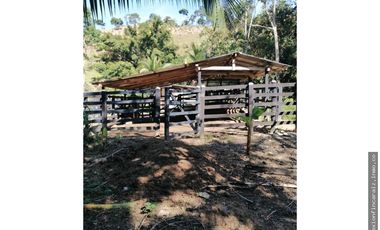 Venta Finca Ganadera Maceo Antioquia