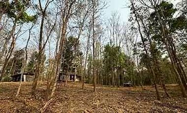 Beautiful plot near Four Seasons Hotel for sale, Mae Rim, Chiang Mai