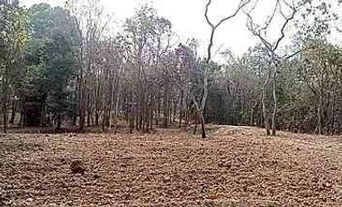 Beautiful plot near Four Seasons Hotel for sale, Mae Rim, Chiang Mai