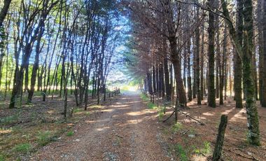 Parcelas en Lipingue Ruta 5