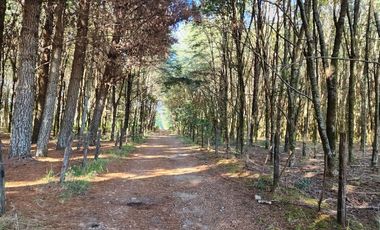 Parcelas en Lipingue Ruta 5