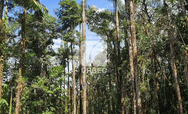 PROPIEDAD ESPECTACULAR EN MERA, PASTAZA: ¡50 HECTÁREAS DE POTENCIAL TURÍSTICO!