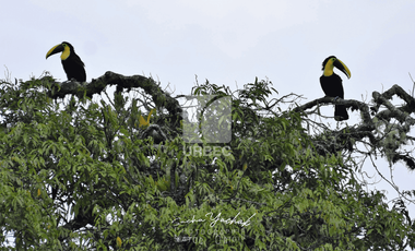 PROPIEDAD ESPECTACULAR EN MERA, PASTAZA: ¡50 HECTÁREAS DE POTENCIAL TURÍSTICO!