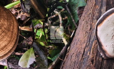 PROPIEDAD ESPECTACULAR EN MERA, PASTAZA: ¡50 HECTÁREAS DE POTENCIAL TURÍSTICO!