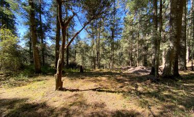 Terrenos en Venta: Despierta donde el bosque te saluda