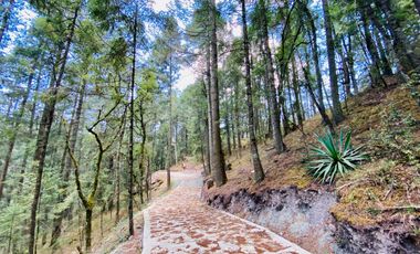 Terrenos en Venta: Despierta donde el bosque te saluda