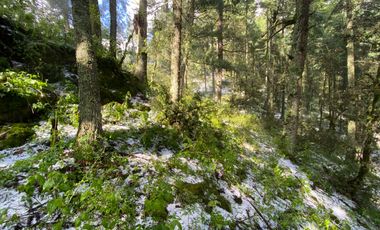 Terrenos en Venta: Despierta donde el bosque te saluda