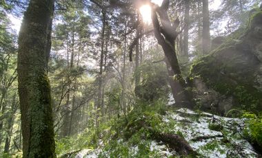Terrenos en Venta: Despierta donde el bosque te saluda