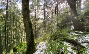 Terrenos en Venta: Despierta donde el bosque te saluda