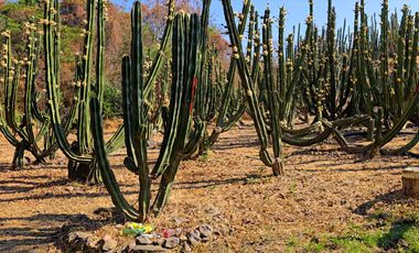 TERRENO DE OPORTUNIDAD EN AMACUECA, JALISCO. 5300 M² CON HUERTA DE PITAYAS