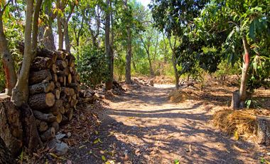 TERRENO DE OPORTUNIDAD EN AMACUECA, JALISCO. 5300 M² CON HUERTA DE PITAYAS