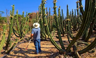 TERRENO DE OPORTUNIDAD EN AMACUECA, JALISCO. 5300 M² CON HUERTA DE PITAYAS