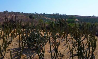 TERRENO DE OPORTUNIDAD EN AMACUECA, JALISCO. 5300 M² CON HUERTA DE PITAYAS