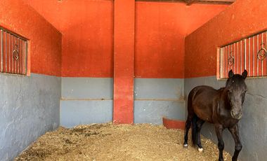 Cortijo en Venta – Ideal para Criadero y Eventos Sociales, totalmente equipado, salida Salamanca, frente a la zona de dulces