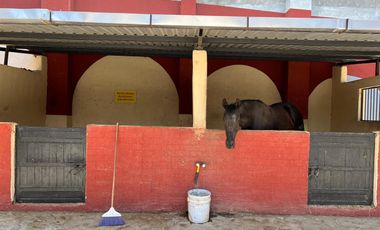 Cortijo en Venta – Ideal para Criadero y Eventos Sociales, totalmente equipado, salida Salamanca, frente a la zona de dulces