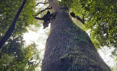 Campo 16 Hectáreas a 15 minutos de Villarrica - Chucauco.
