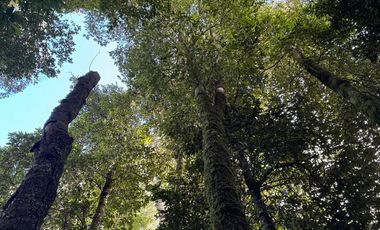 Campo 16 Hectáreas a 15 minutos de Villarrica - Chucauco.