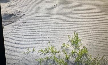 Los Algarrobos, Piura, Perú