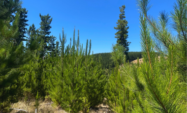 Parcelas en Pichilemu, Con Mucho Espacio Plano