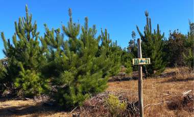 Parcelas en Pichilemu, Con Mucho Espacio Plano