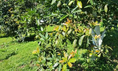 SUBIA EXPECTACULAR FINCA DE DESCANSO