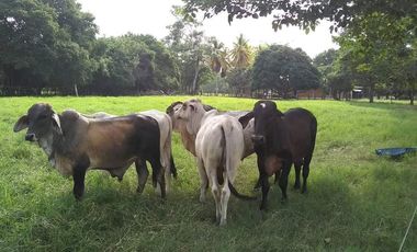 Se Vende Casa Finca  De 6 Hectareas Cerca Monteria Cordoba